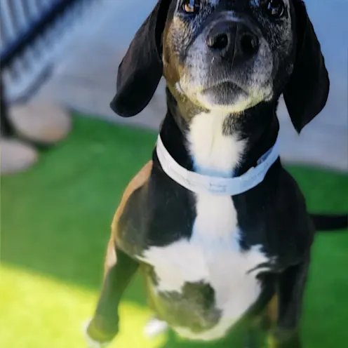 Black and white dog standing at Pima North Animal Hospital Black and white dog standing at Pima North Animal Hospital