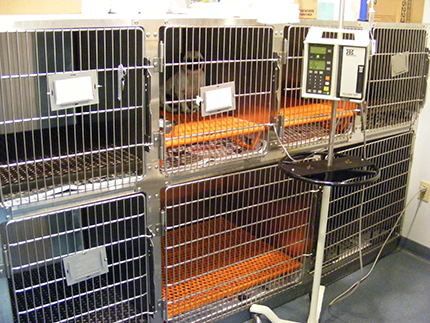 Small animal room at Conrad Weiser Animal Hospital.