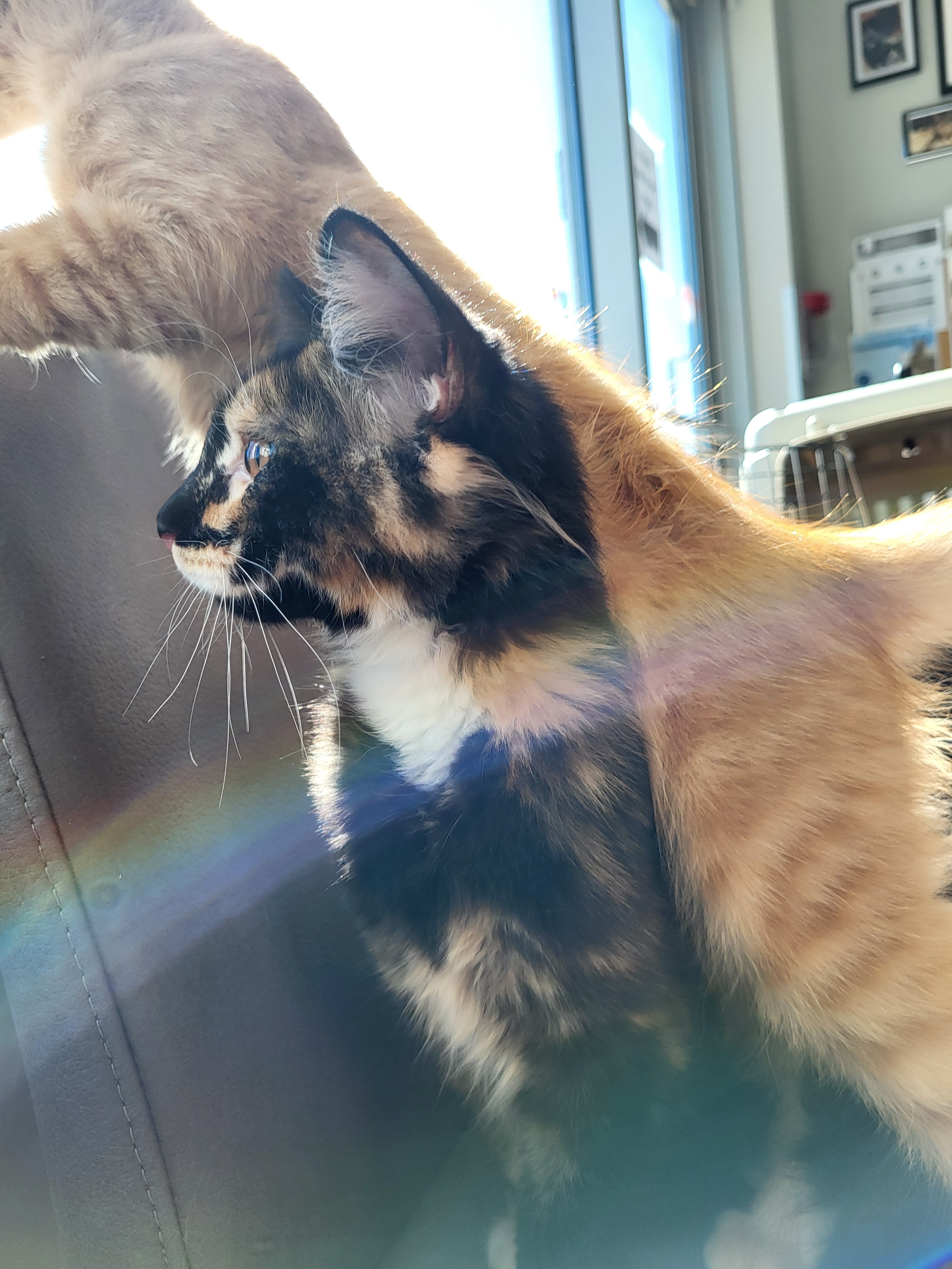 2 cats orange and black 