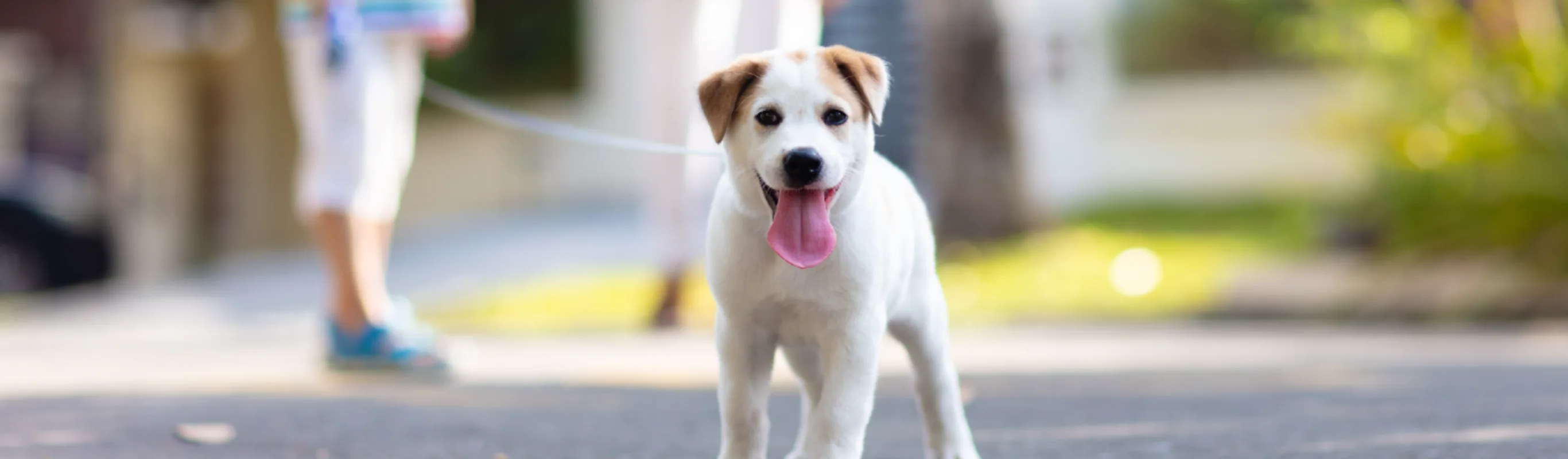 Dog on a walk Dog on a walk