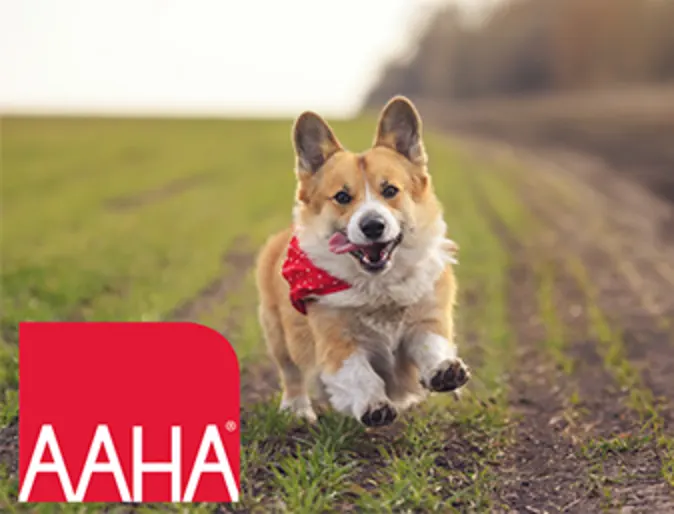 Corgi running through field