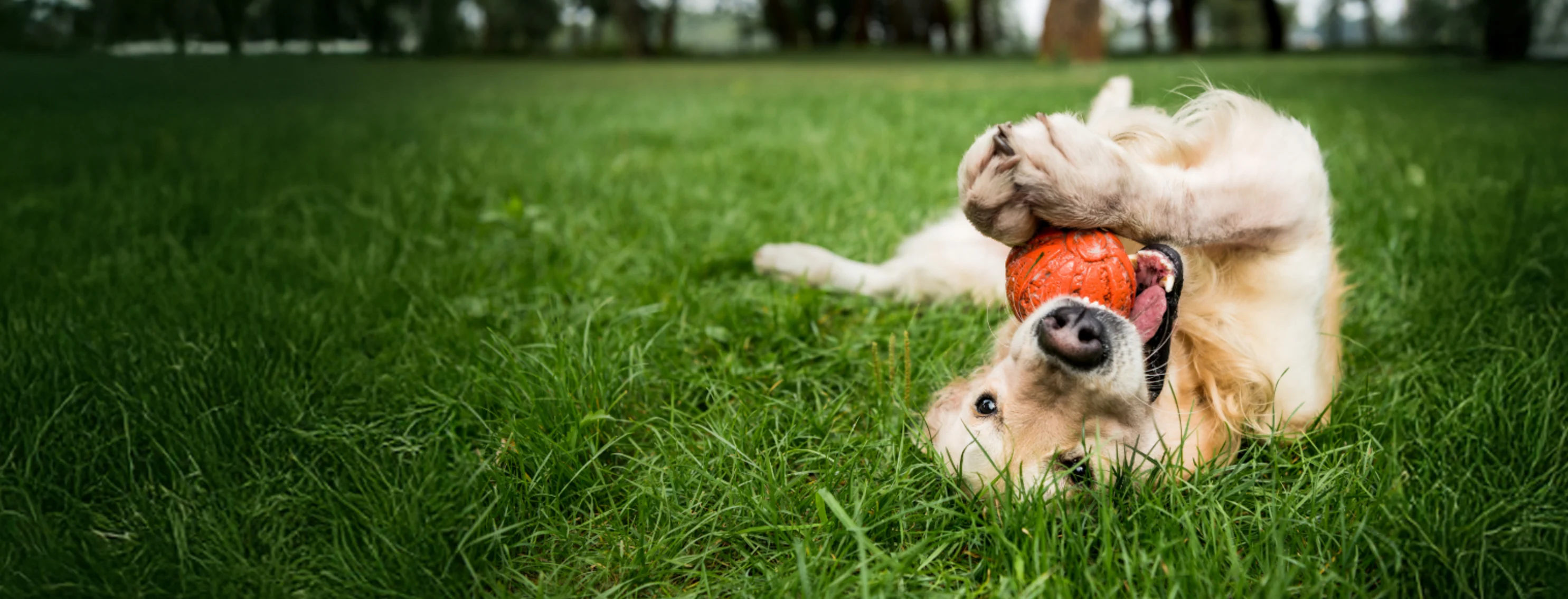 Dog Playing with Orange Ball in the Grass Dog Playing with Orange Ball in the Grass