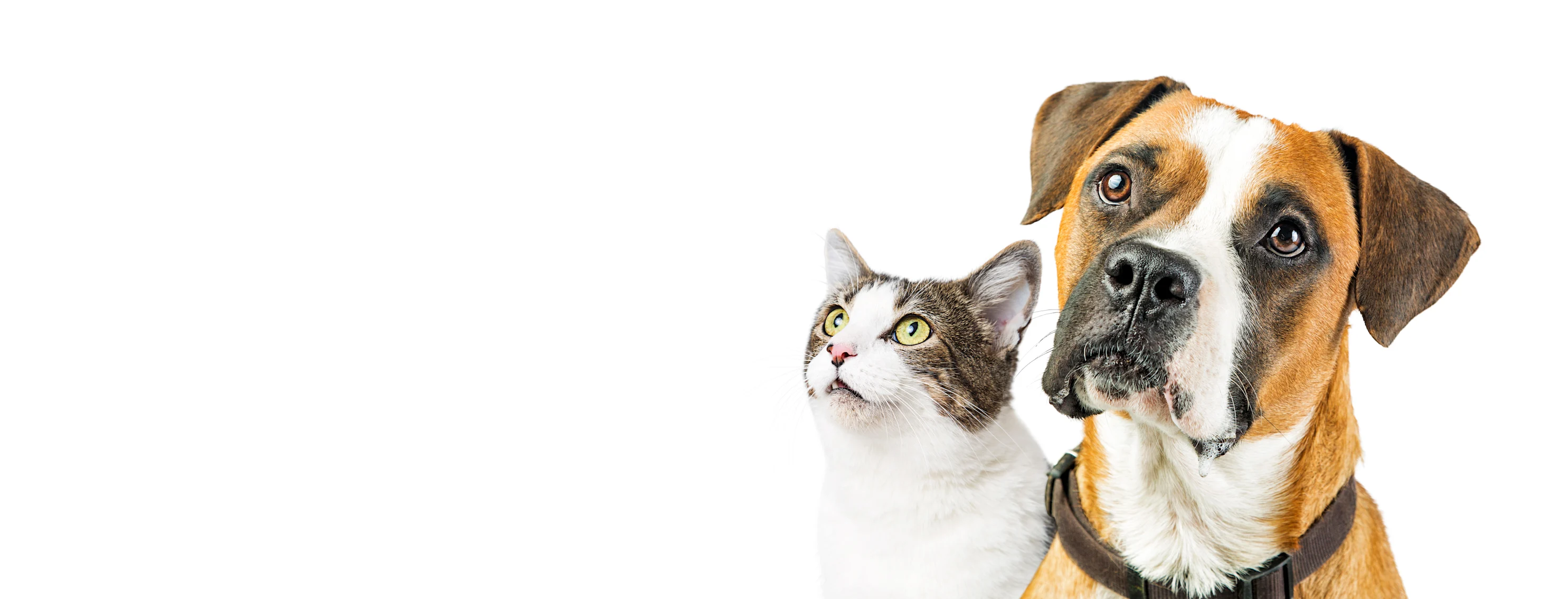 Dog and Cat in front of white backdrop Dog and Cat in front of white backdrop