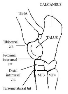 South Shore Equine Clinic & Diagnostic Center Bone Spavin