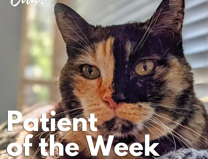 An orange and black cat named Cake An orange and black cat named Cake