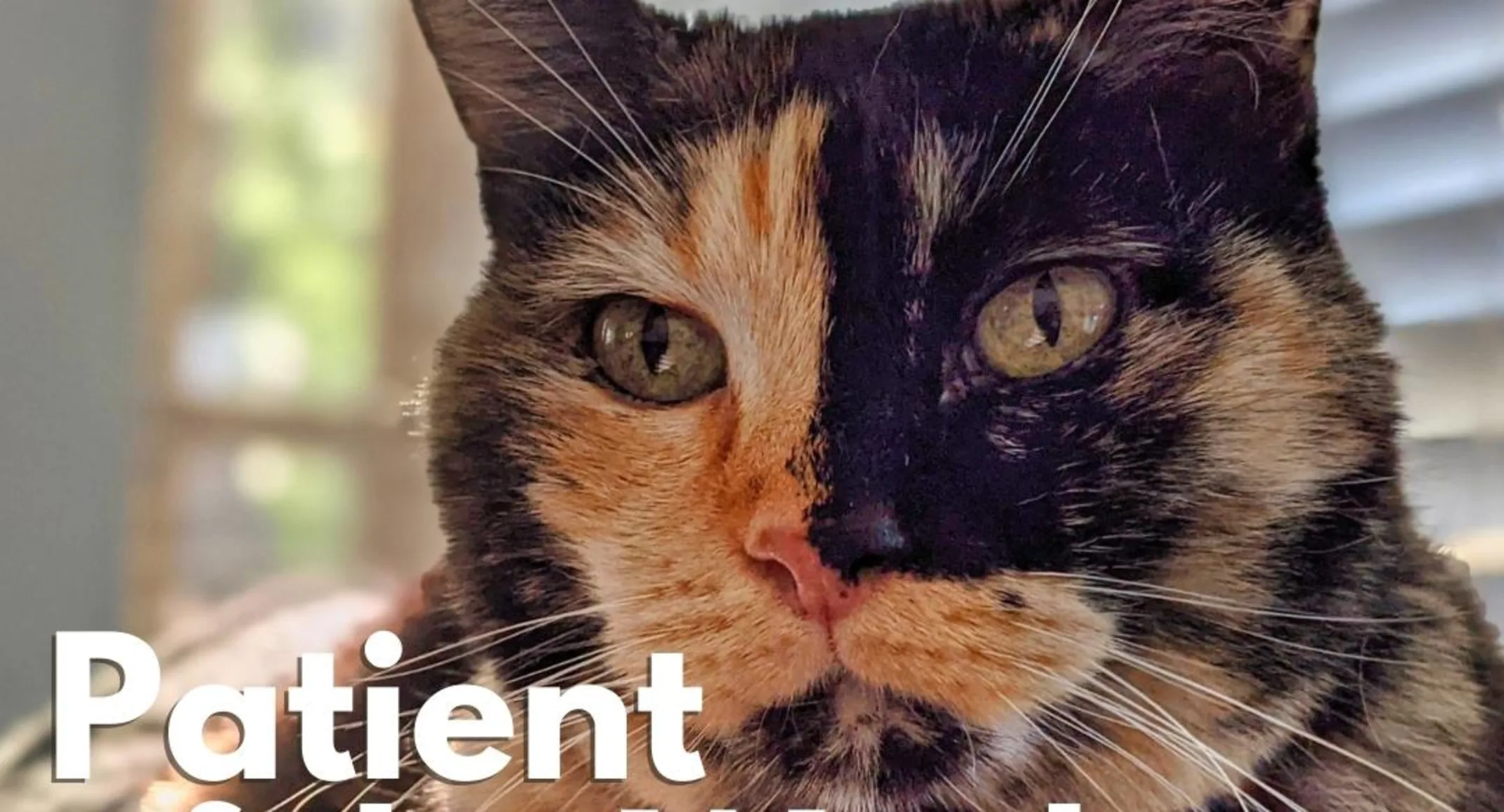 An orange and black cat named Cake An orange and black cat named Cake