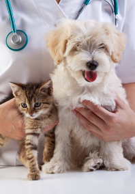 Veterinarian Holding Puppy and Kitten