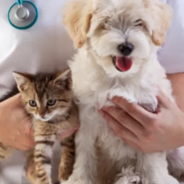 Veterinarian Holding Puppy and Kitten