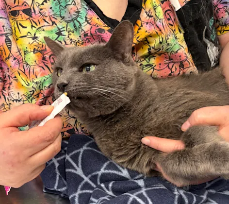 Vet Tech Feeding Gray Cat Vet Tech Feeding Gray Cat