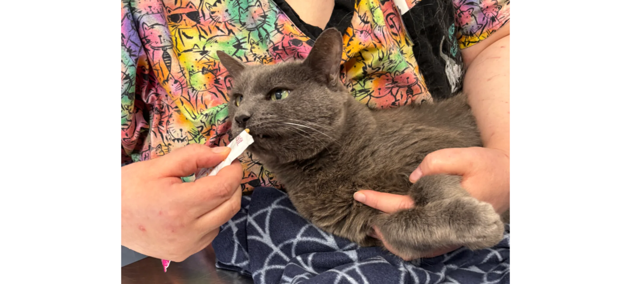 Vet Tech Feeding Gray Cat Vet Tech Feeding Gray Cat