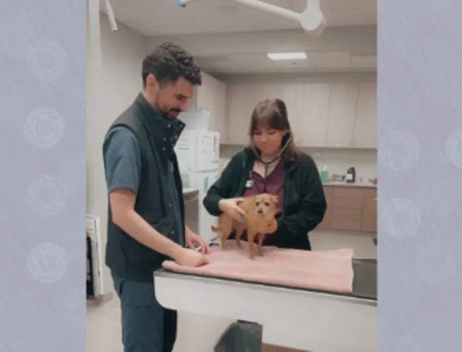 staff examining small dog