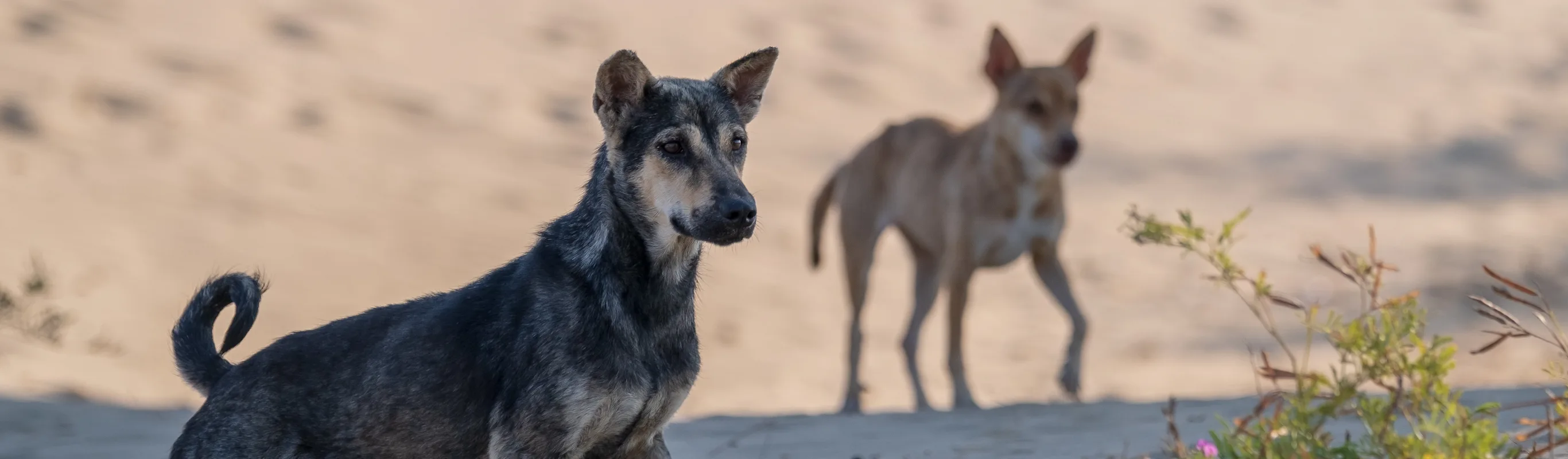 Contact Us | Pusch Ridge Pet Clinic