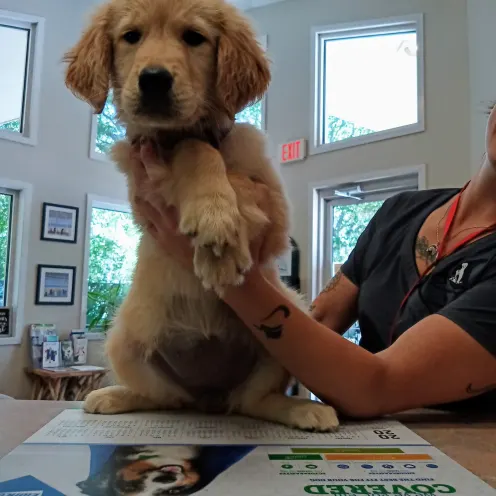 Hanover Regional Animal Hospital Lab