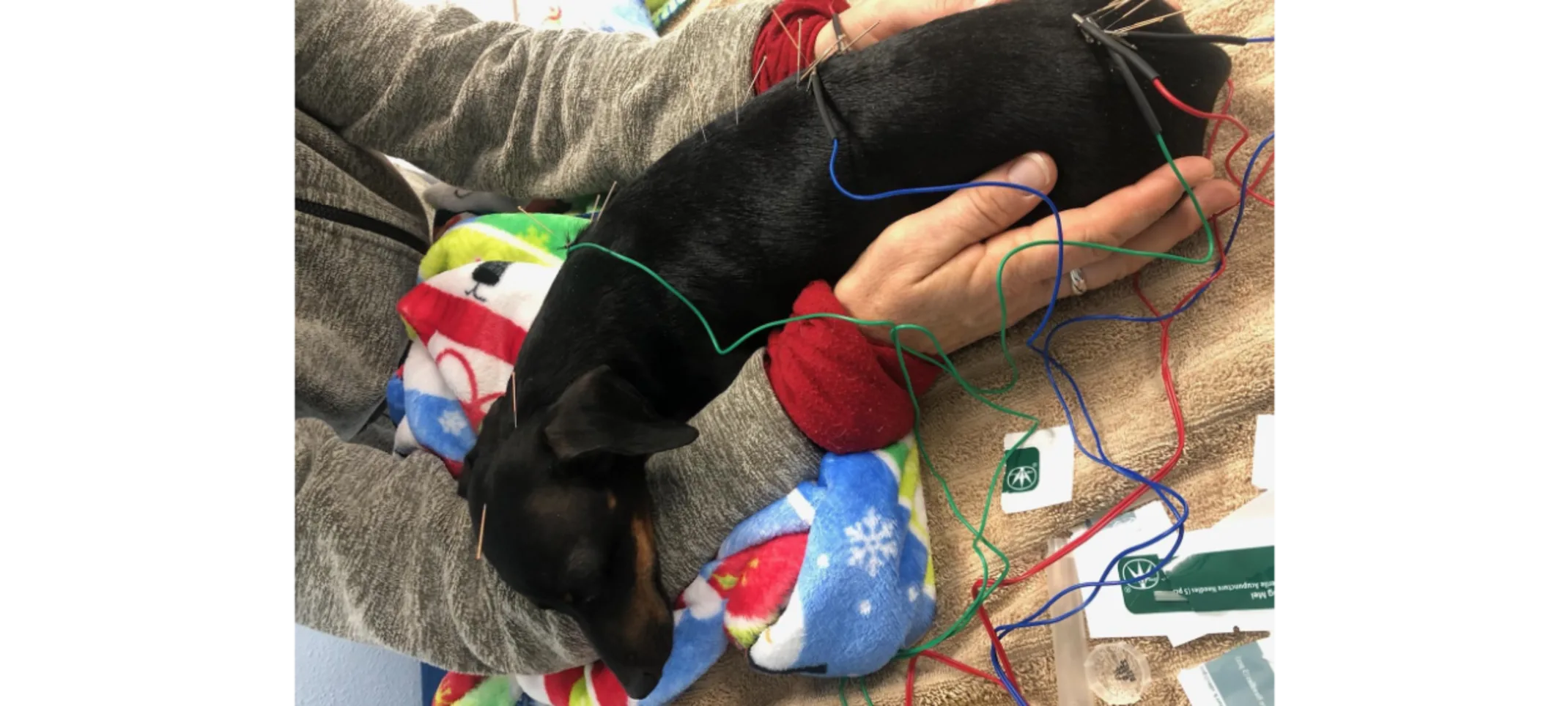 Small dog receiving acupuncture treatment.