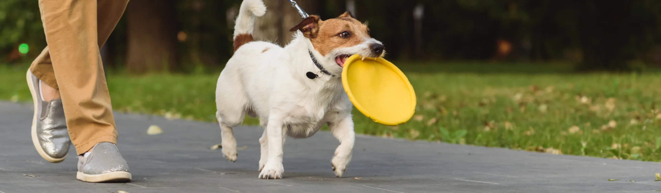 Dog Holding Frisbee Walking with Owner Outside