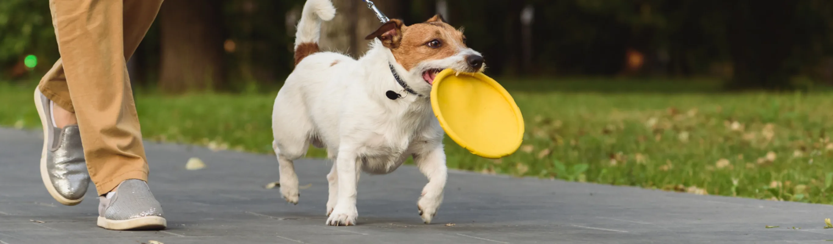 Dog Holding Frisbee Walking with Owner Outside Dog Holding Frisbee Walking with Owner Outside