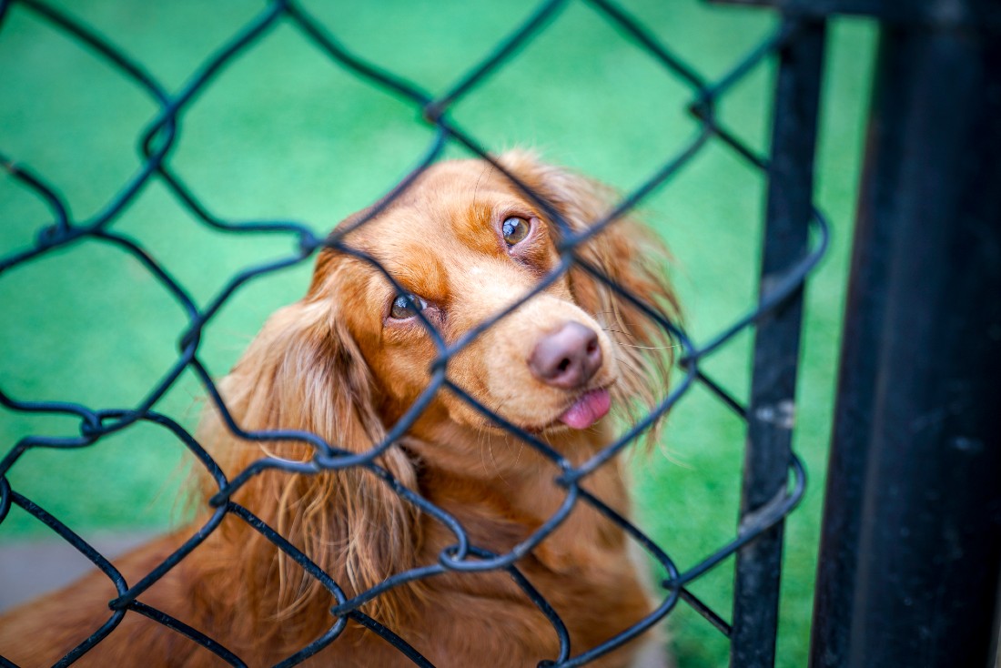 Dog with tongue out at outdoor play area at Hill Country Animal Hospital