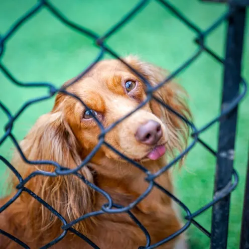 Dog with tongue out at outdoor play area at Hill Country Animal Hospital
