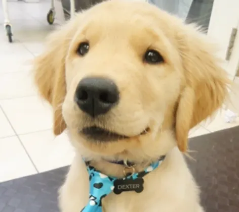 Golden retriever puppy Golden retriever puppy