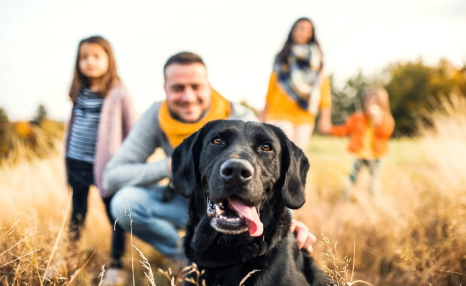 Black Dog with Family in a Field Black Dog with Family in a Field