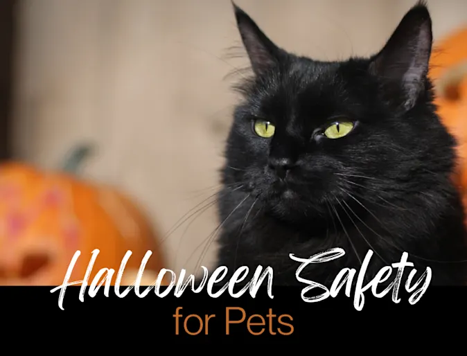 Black cat with pumpkins image Black cat with pumpkins image