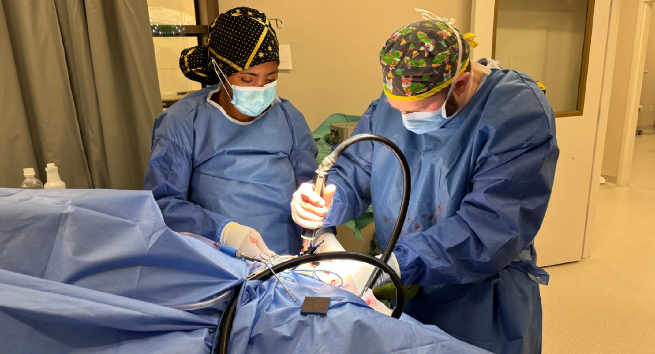 2 Vets performing surgical operation 2 Vets performing surgical operation