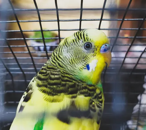 Bird - Parakeet inside of a cage Bird - Parakeet inside of a cage