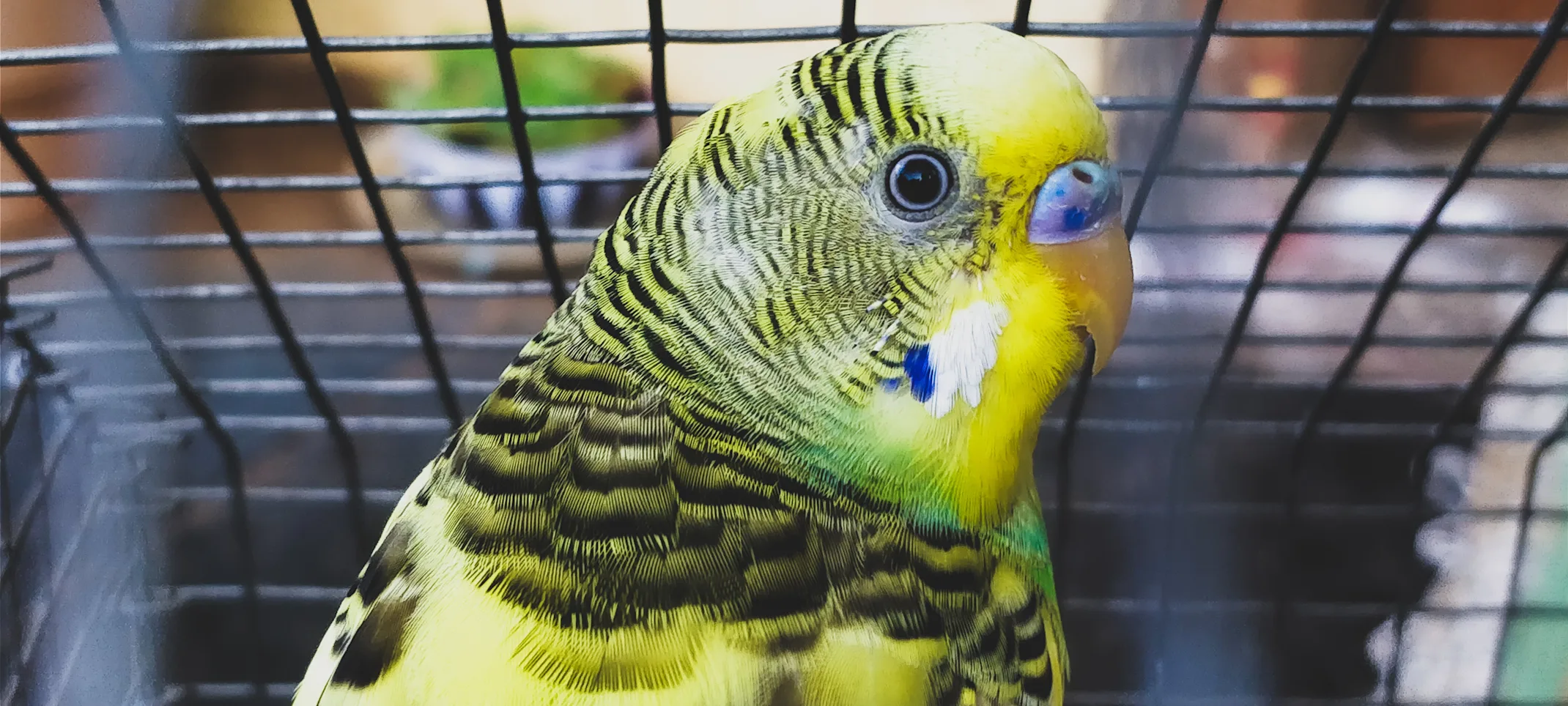 Bird - Parakeet inside of a cage Bird - Parakeet inside of a cage