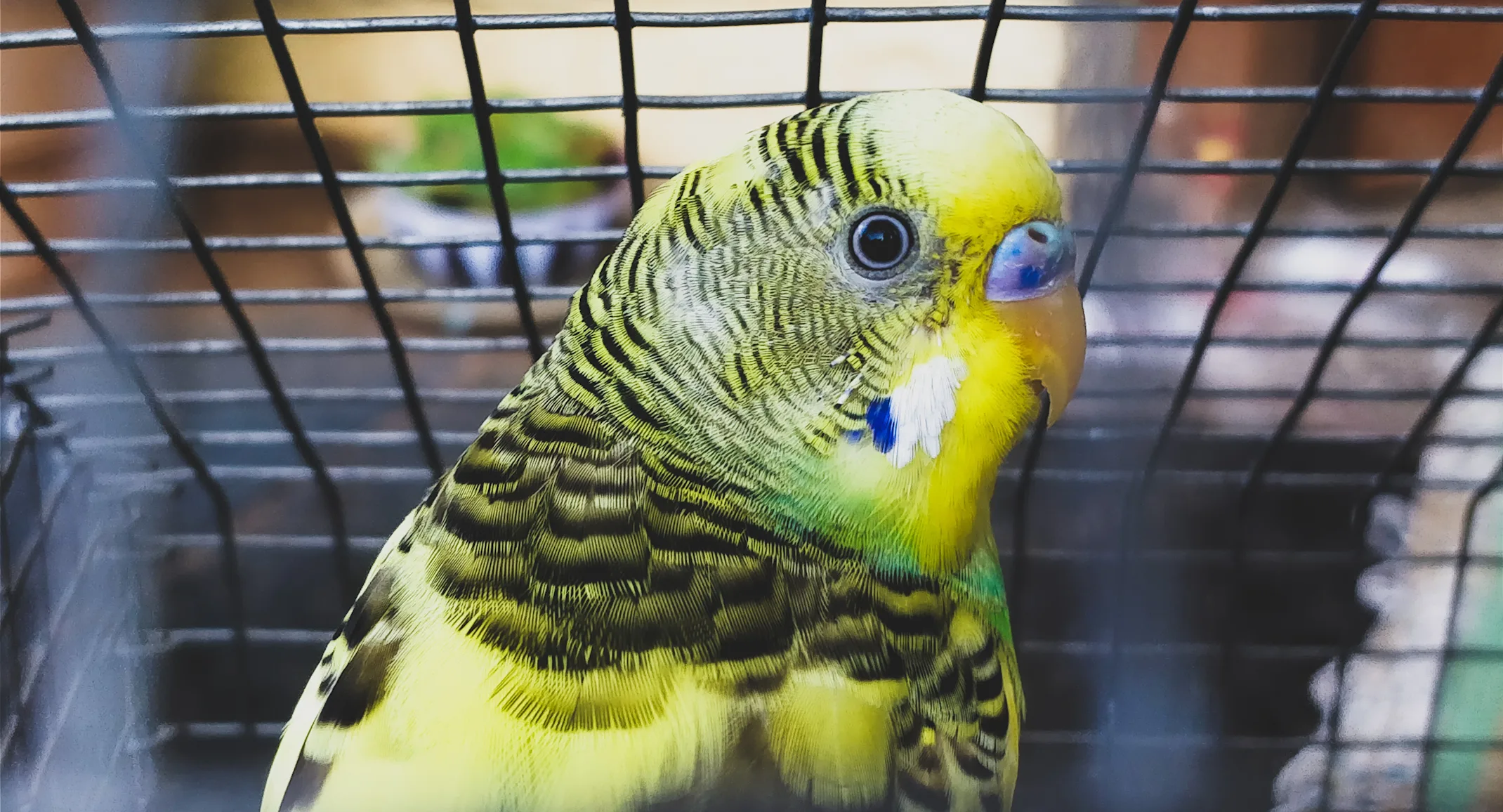 Bird - Parakeet inside of a cage Bird - Parakeet inside of a cage