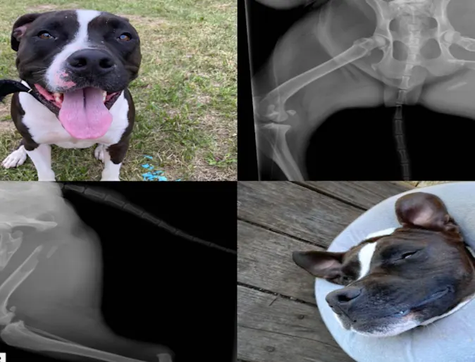 Surgery Case Spotlight - Otis Surgery Case Spotlight - Otis