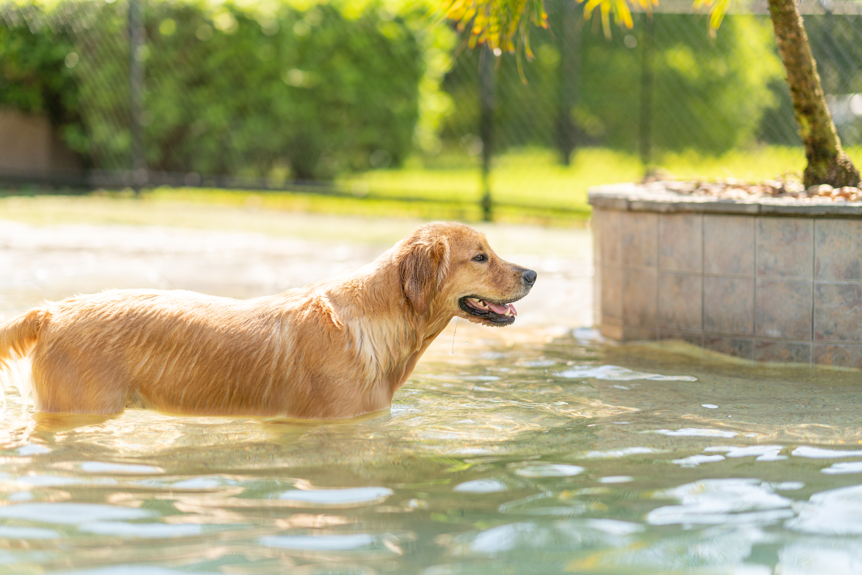 The Lodge at New Tampa Dogs in Pool