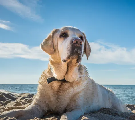 White Labrador Retriever is laying down on a sandy beach and looking up.
