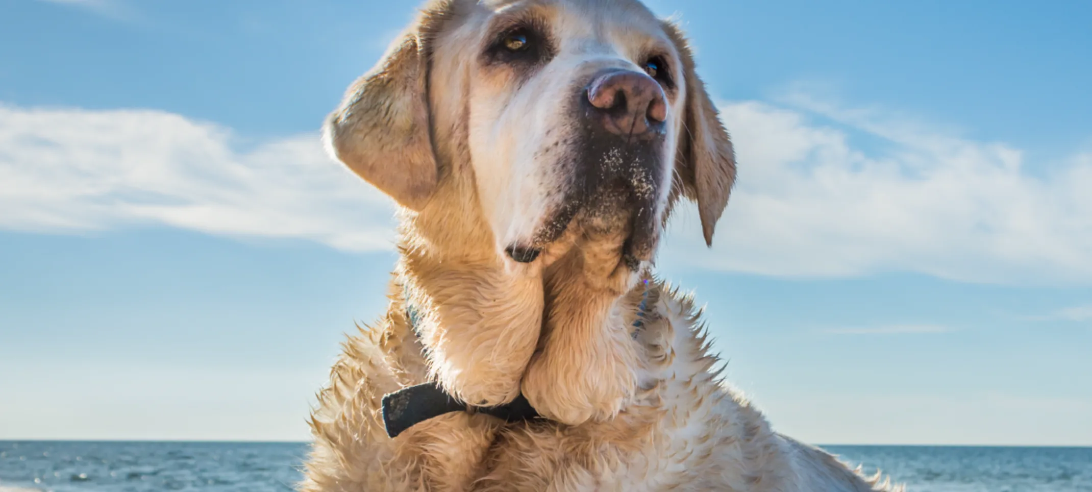 White Labrador Retriever is laying down on a sandy beach and looking up. White Labrador Retriever is laying down on a sandy beach and looking up.