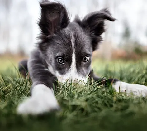 Dog laying down in grass