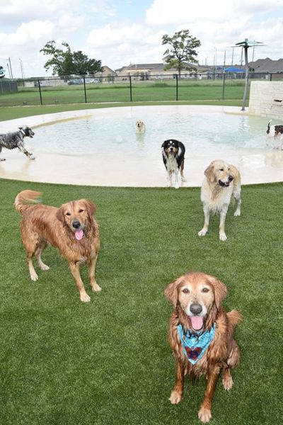Dogs smiling at camera