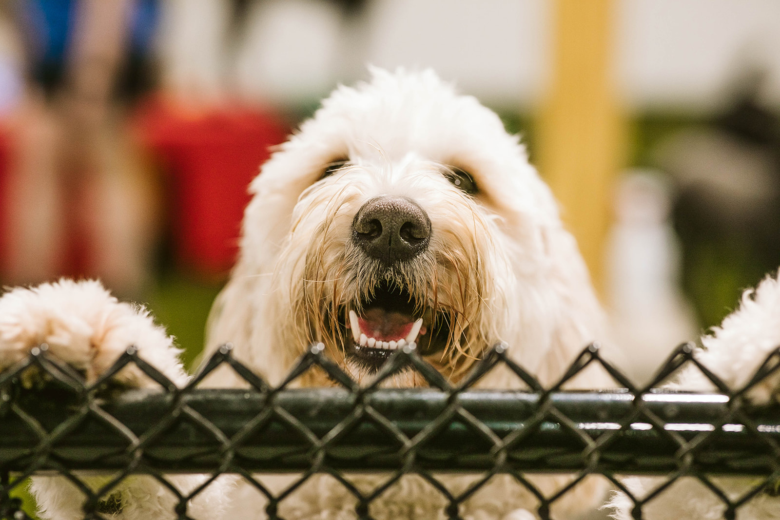 dog standing against fence and smiling