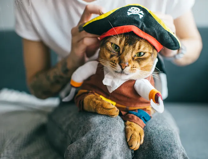 Cat in a pirate costume sitting on a lap. Cat in a pirate costume sitting on a lap.