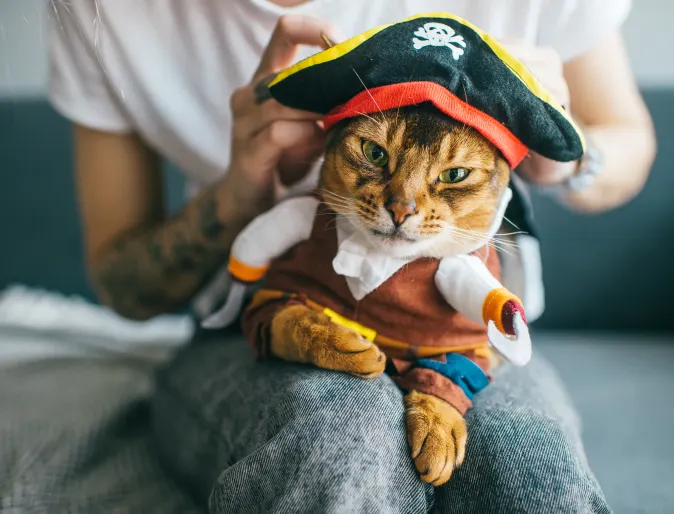 Cat in a pirate costume sitting on a lap.