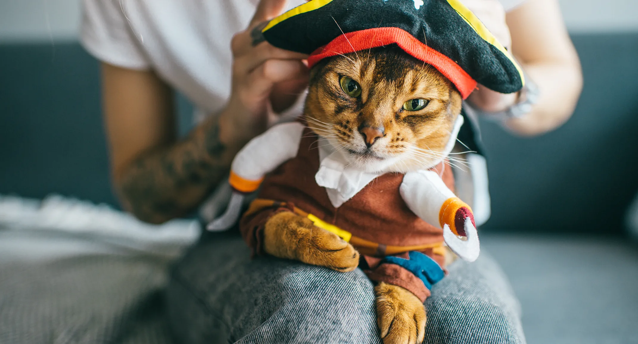 Cat in a pirate costume sitting on a lap. Cat in a pirate costume sitting on a lap.
