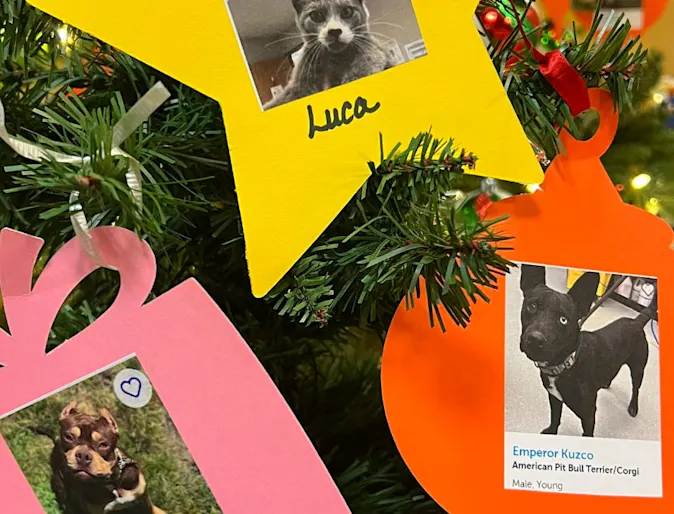 Handmade ornaments with photos of pets on them Handmade ornaments with photos of pets on them