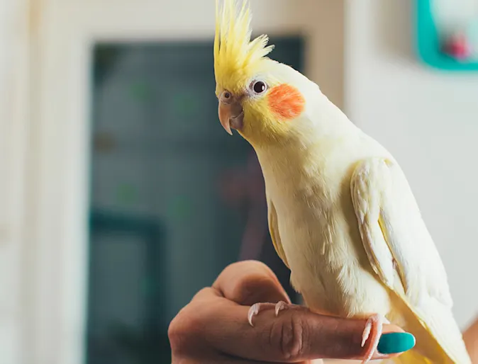 Yellow bird on hand Yellow bird on hand
