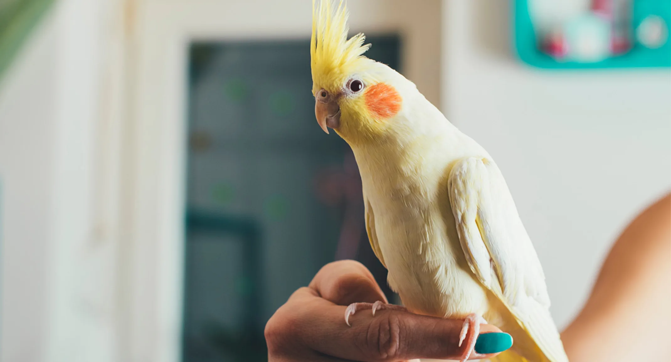 Yellow bird on hand Yellow bird on hand