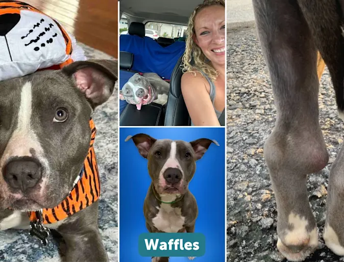Collage of Waffles wearing a tiger costume, his two back legs, and smiling in the car Collage of Waffles wearing a tiger costume, his two back legs, and smiling in the car