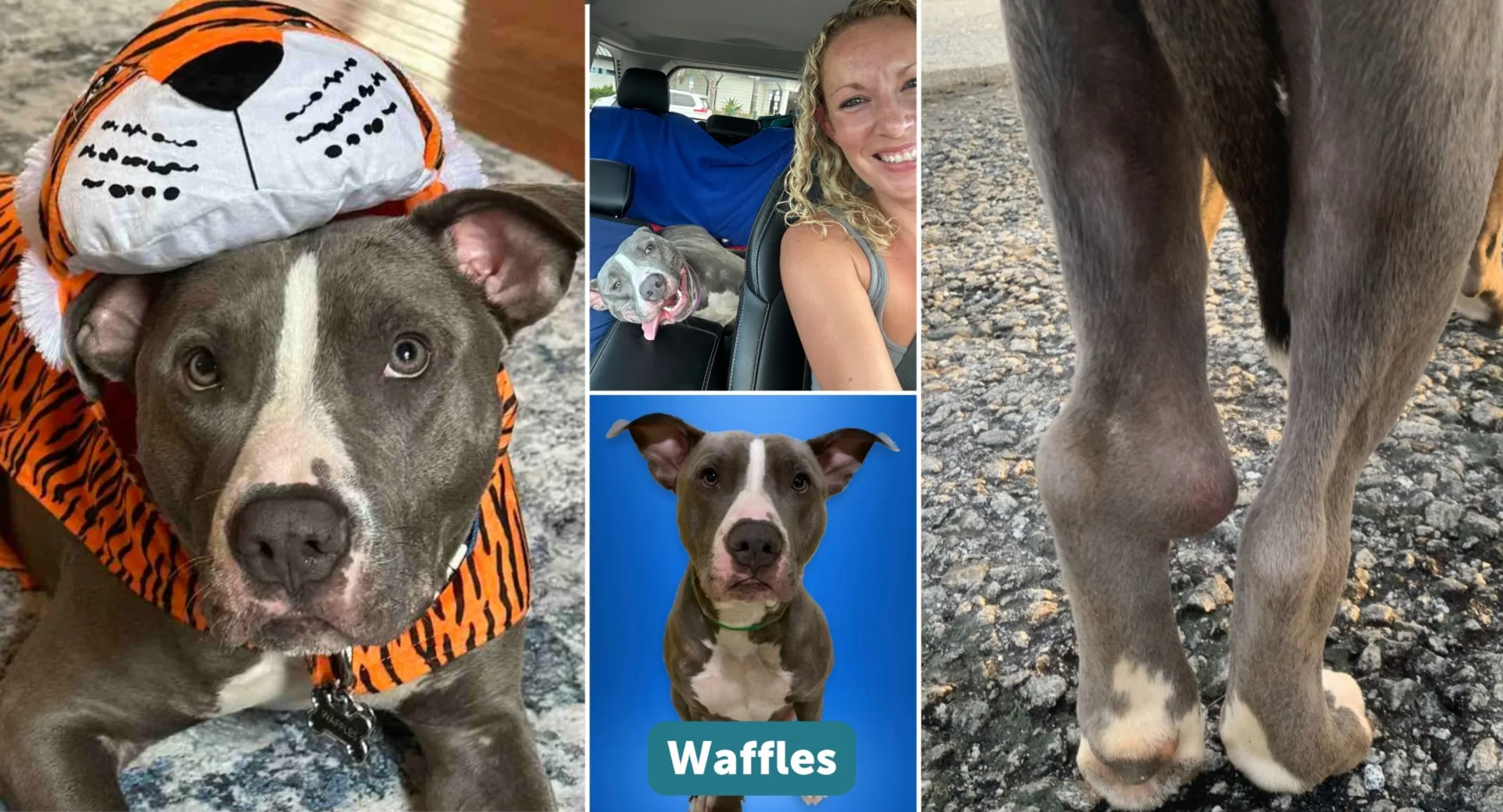 Collage of Waffles wearing a tiger costume, his two back legs, and smiling in the car Collage of Waffles wearing a tiger costume, his two back legs, and smiling in the car