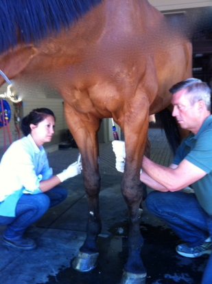 Dr. Browning applying shockwave therapy to horse suffering from lameness