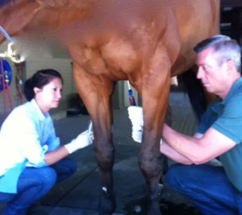 Dr. Browning applying shockwave therapy to horse suffering from lameness