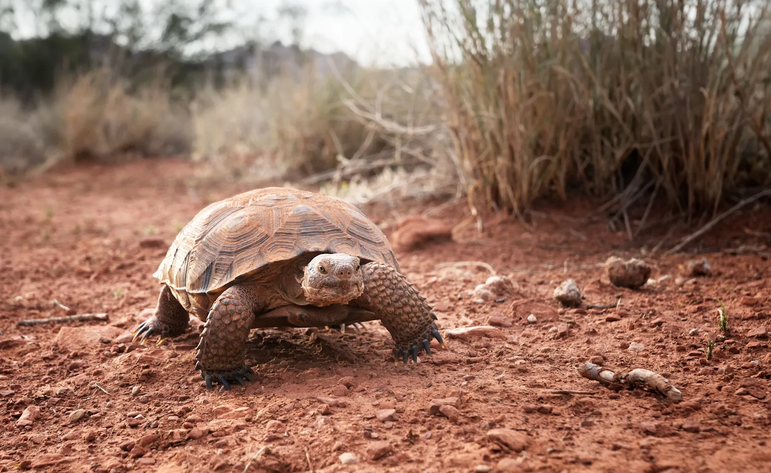 Turtle in the dirt