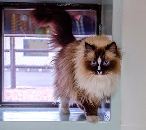 Cat on ledge by window Cat on ledge by window