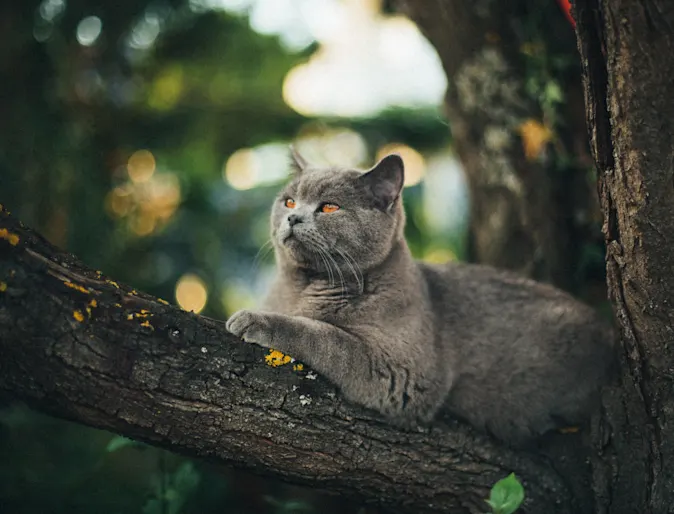 Cat sitting in tree Cat sitting in tree