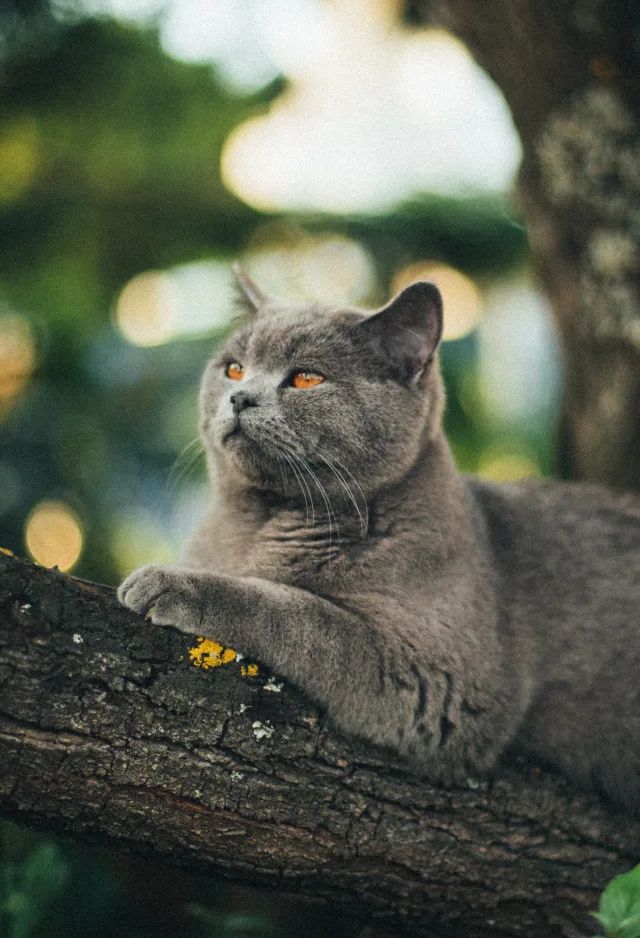 Cat sitting in tree Cat sitting in tree